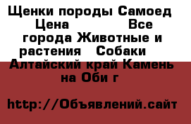 Щенки породы Самоед › Цена ­ 20 000 - Все города Животные и растения » Собаки   . Алтайский край,Камень-на-Оби г.